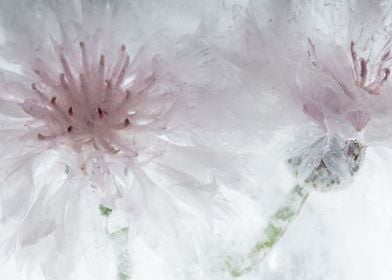 White cornflower in ice 2