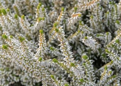 heather flower in bloom