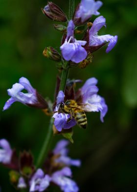Pretty honey bee