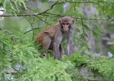 Wild Macaques
