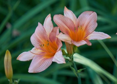 iris gladiolus in bloom in