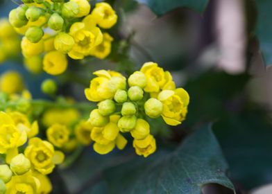 yellow mahonia flower