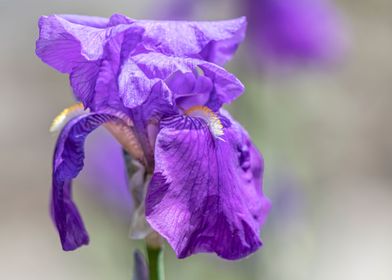 iris gladiolus in bloom in