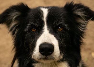 Black border collie