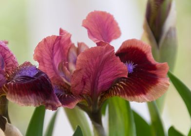 iris gladiolus in bloom in