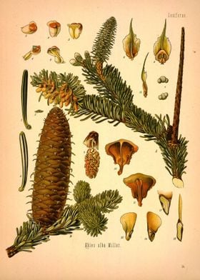 Coniferae