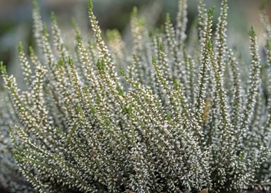 heather flower in bloom