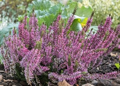 heather flower in bloom