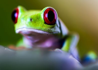 Red Eyed Frog