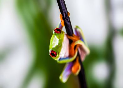 Red Eyed Frog