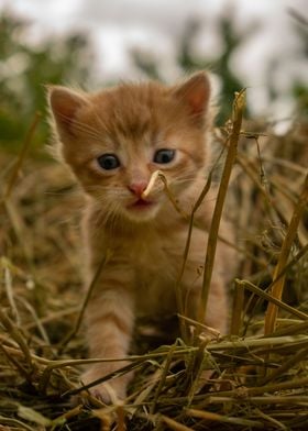 Kitten in straw