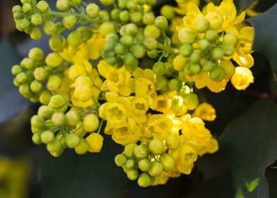 yellow mahonia flower