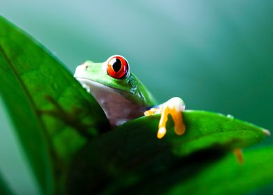 Red Eyed Frog