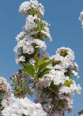 flower in bloom