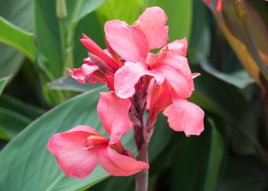 iris gladiolus in bloom in