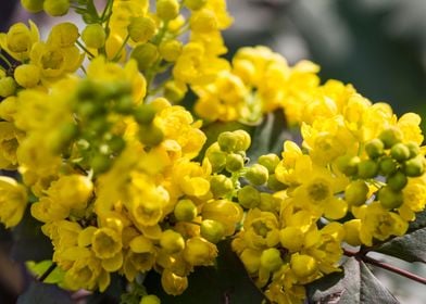 yellow mahonia flower