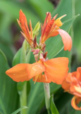 iris gladiolus in bloom in