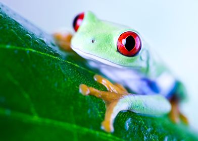 Red Eyed Frog