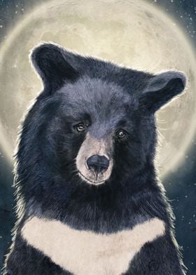Moon Bear Portrait