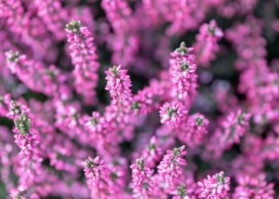 heather flower in bloom