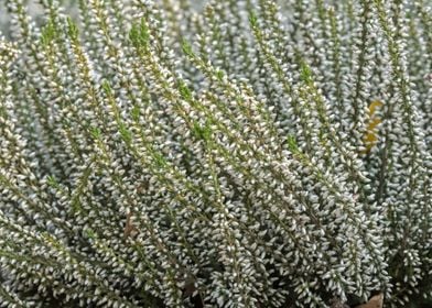 heather flower in bloom