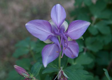 flower in bloom