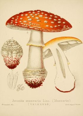 Amanita muscaria Linn