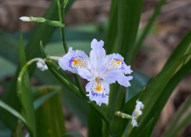 iris gladiolus in bloom in