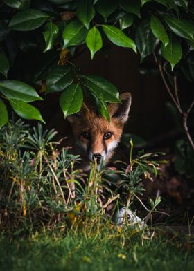 Peeking Fox