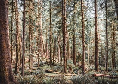 Forest on the Oregon Coast