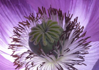 Purple Poppy