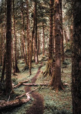 Oregon Coast Forest