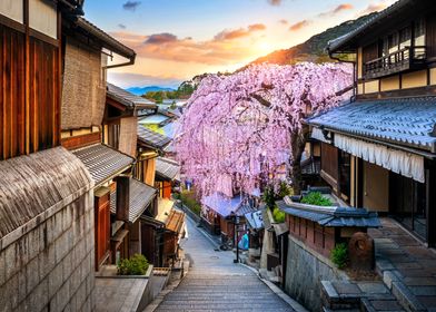 Cherry Blossom Glory 