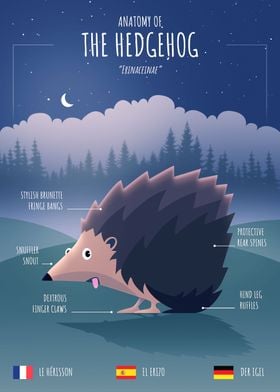 Anatomy of a Hedgehog