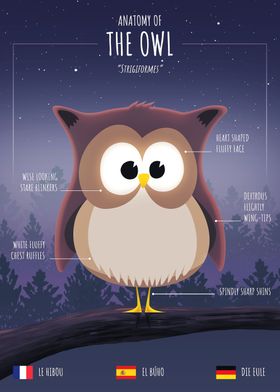 Anatomy of an Owl