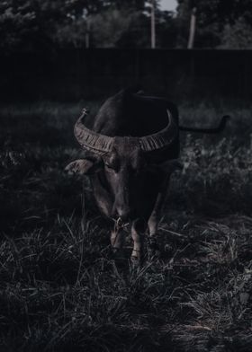 Ox on a field