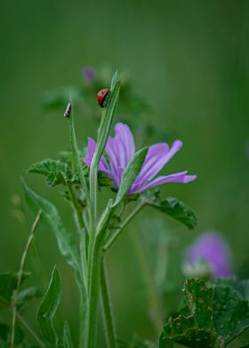 Ladybug on the flower