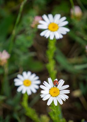Ladybug on the flower