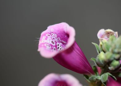Purple purpurea flowering