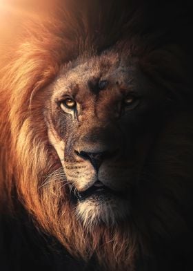 wild lion king head poster