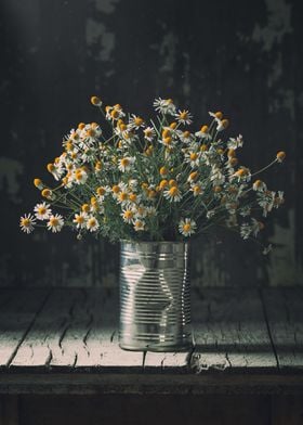 Chamomile flower in a tin