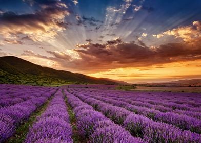 Lavender field with sunset