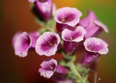 Purple flower blossoming