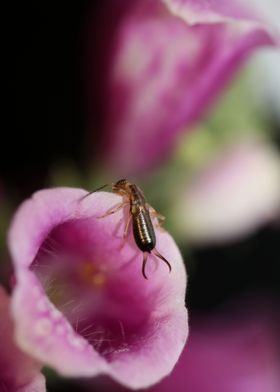 Purple flower blossoming