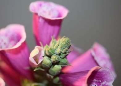 Purple flowering close up