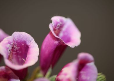 Purple purpurea flowering