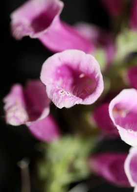 Purple flower blossoming