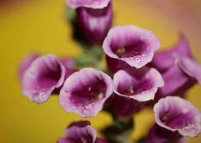 Purple flowering close up