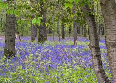 Bluebell Woods in Bloom