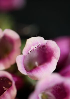 Purple flower blossoming